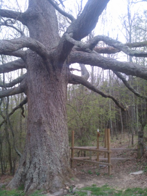Kieffer Oak Tree 3